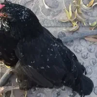 مرغ گلین لری تخمگذار|حیوانات مزرعه|هشتگرد, تهران دشت|دیوار