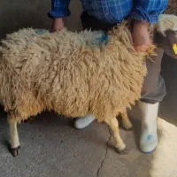 گوسفند زنده همراه با قصاب