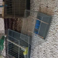 فروش قفسه پرنده|لوازم جانبی حیوانات|دره شهر, |دیوار