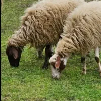 نیازمند چوپان با سابقه چوپانی