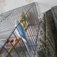 مرغ عشق|پرنده|شیراز, جرسقان|دیوار