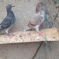 کبوتر دوبر وطوقی
