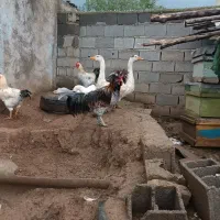 خروس لهستانی اصل جنس