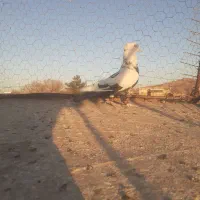 نر چتن سیاه کاکلی