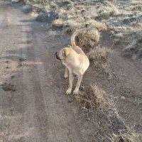 سگ ماده اصیل سرابی دوساله|سگ|مشگین شهر, |دیوار