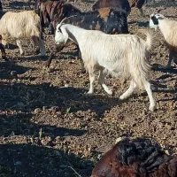 نربز پاکستانی|حیوانات مزرعه|بن, |دیوار