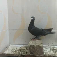کفتر
