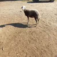 شیشک قوچ خورده|حیوانات مزرعه|سیمین شهر, |دیوار