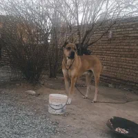 سرابی اصل|سگ|مه ولات, |دیوار