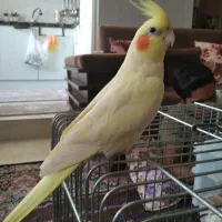 جفت مولد عروس هلندی ( نر و ماده )