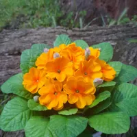 گلهای پامچال