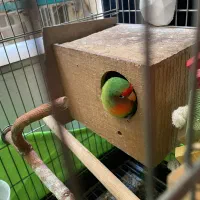 طوطی برزیلی جفت