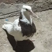 ماده طوقی|پرنده|زهک, |دیوار