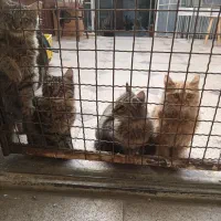 ۳بچه گربه جهت واگذاری ومعاوضه|گربه|همدان, |دیوار