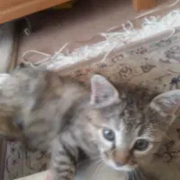 500 هزار تومن مژدگانی یابنده بچه گربه