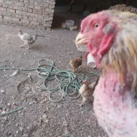 خروس لاری|حیوانات مزرعه|قم, پردیسان|دیوار