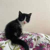 واگذاری رایگان گربه تاکسیدو نر ۳ ماهه|گربه|اندیشه, اندیشه فاز ۴|دیوار