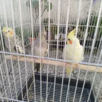 طوطی عروس هلندی