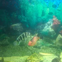 فروش تعدادی ماهی گوشتخوار|ماهی|شاهینشهر, شهرک ردانی پور|دیوار