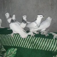 طوقی فروشی|پرنده|کهنوج, |دیوار