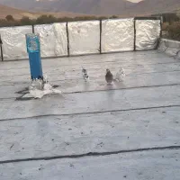 کبوتر پرشی|پرنده|الشتر, |دیوار