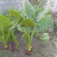 فروش گل بابادم|گل و گیاه طبیعی|خوشرودپی, |دیوار