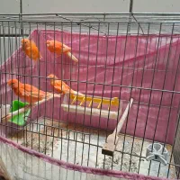 قناری رد فکتور|پرنده|بهبهان, |دیوار