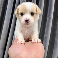 سگ...دوعدد توله جیبی|سگ|مشهد, هفت تیر (نه دره)|دیوار