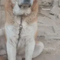 سگ افغان ۴ ساله دهن پاک