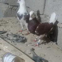 نر ماده کبوتر تهران|پرنده|زابل, |دیوار