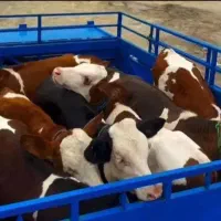 خرید فروش گوساله ماده+نر درجه یک