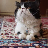 پرشین  سوپر فلت