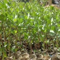 نهال پسته یکساله