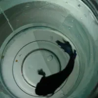 ماهی فایتر جفت|ماهی|کرمانشاه, |دیوار