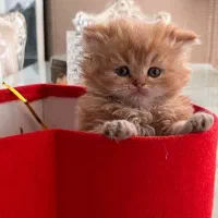 گربه پرشین ، گارفیلد ، بریتیش