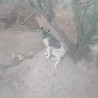 توله سگ افغان
