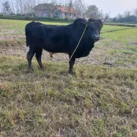 گاو نر ورزا|حیوانات مزرعه|خشکبیجار, |دیوار