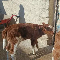 گاو گوساله سمینتال اصل|حیوانات مزرعه|دیواندره, |دیوار