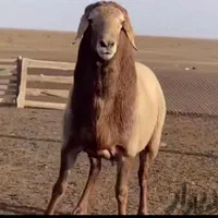 گوسفند دشت مغان و افشاری|حیوانات مزرعه|شهریار, کهنز|دیوار