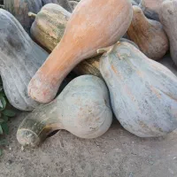کدو حلوایی گوسفندی