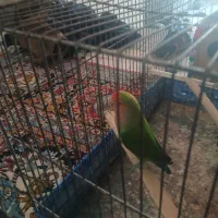 یک عدد کوتوله|حیوانات|قم, سید معصوم|دیوار