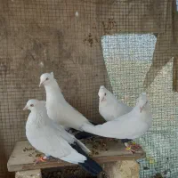 ۷ عدد کبوتر نروماده