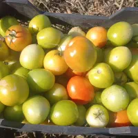 گوجه مخلوط کال دورنگ قرمز