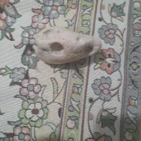 سنگ فسیلی ومرجانی|کلکسیون اشیاء عتیقه|اراک, |دیوار