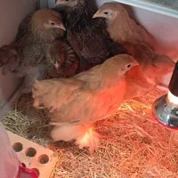 جوجه ۲.۵ ماهه برهما