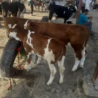 گاو و گوساله در حیوانات مزرعه