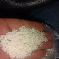 برنج دونوج و دو کشت