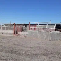 اجاره گاوداری 5000 متری|اجارهٔ دفتر صنعتی، کشاورزی، تجاری|بوئین زهرا, |دیوار