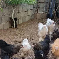 فروش مرغ و تخم مرغ برهما اصل