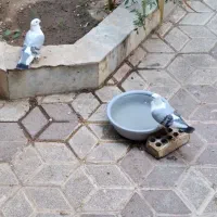 کبوتر کفتر ساتن
